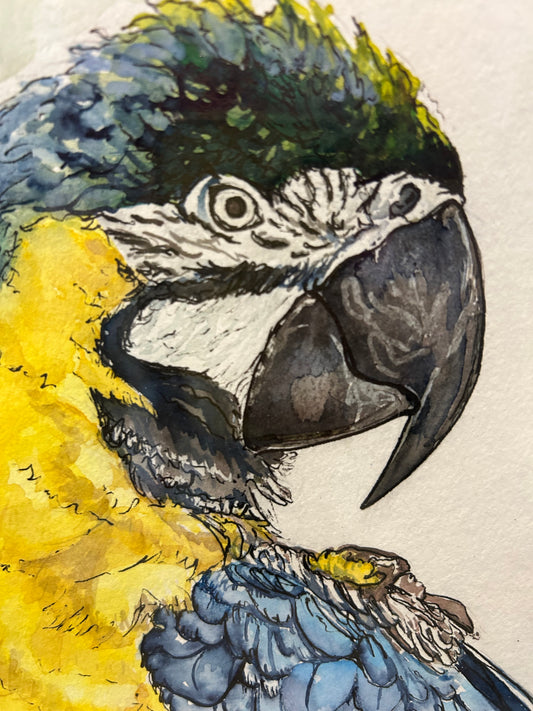 Polly